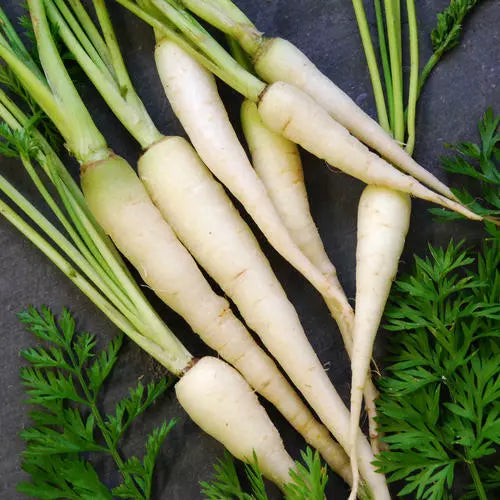 Lunar White Carrot Seeds, Heirloom Non-GMO Organic Daucus carota, Root Vegetable, Packaged for Easy Planting