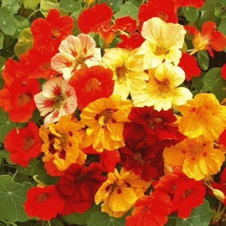 Organic Nasturtium Seeds - Dwarf Jewel Mix, Tropaeolum majus, Colorful Annual Flowers, Easy to Grow, Attracts Pollinators