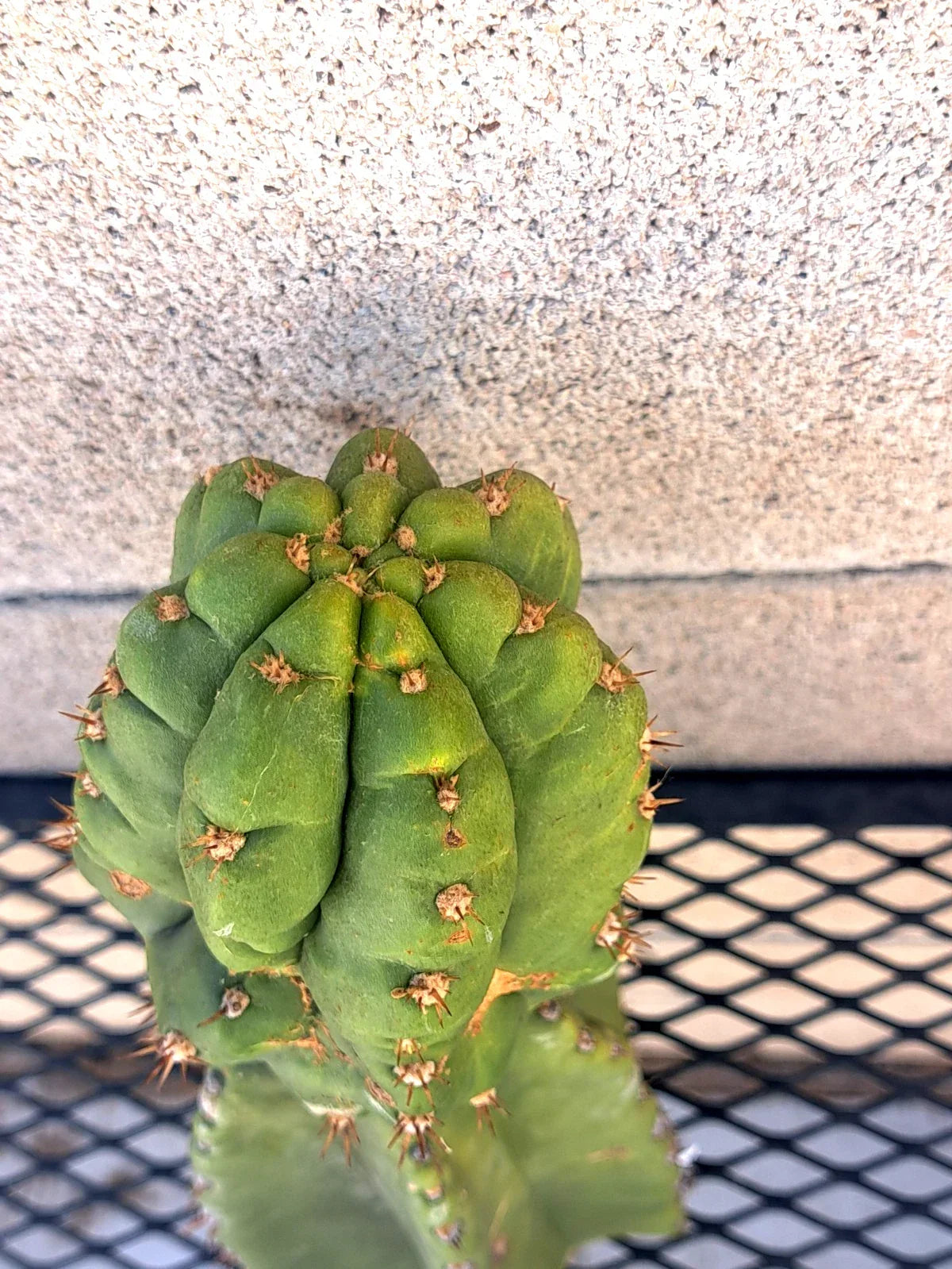 Cereus Hybrid Juuls Giant x Macrogonus Cactus Cutting - 10.5" Indoor Succulent, Exotic Greenery, Rare Desert Plant