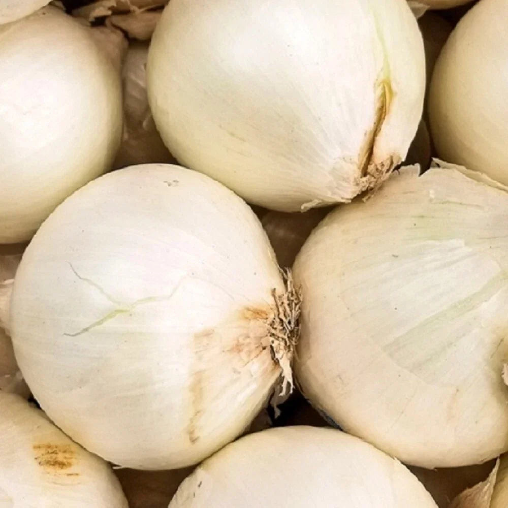 Early White Grano Onion Seeds | Non-GMO Heirloom Allium cepa | Garden Seeds for Growing Bulb Onions