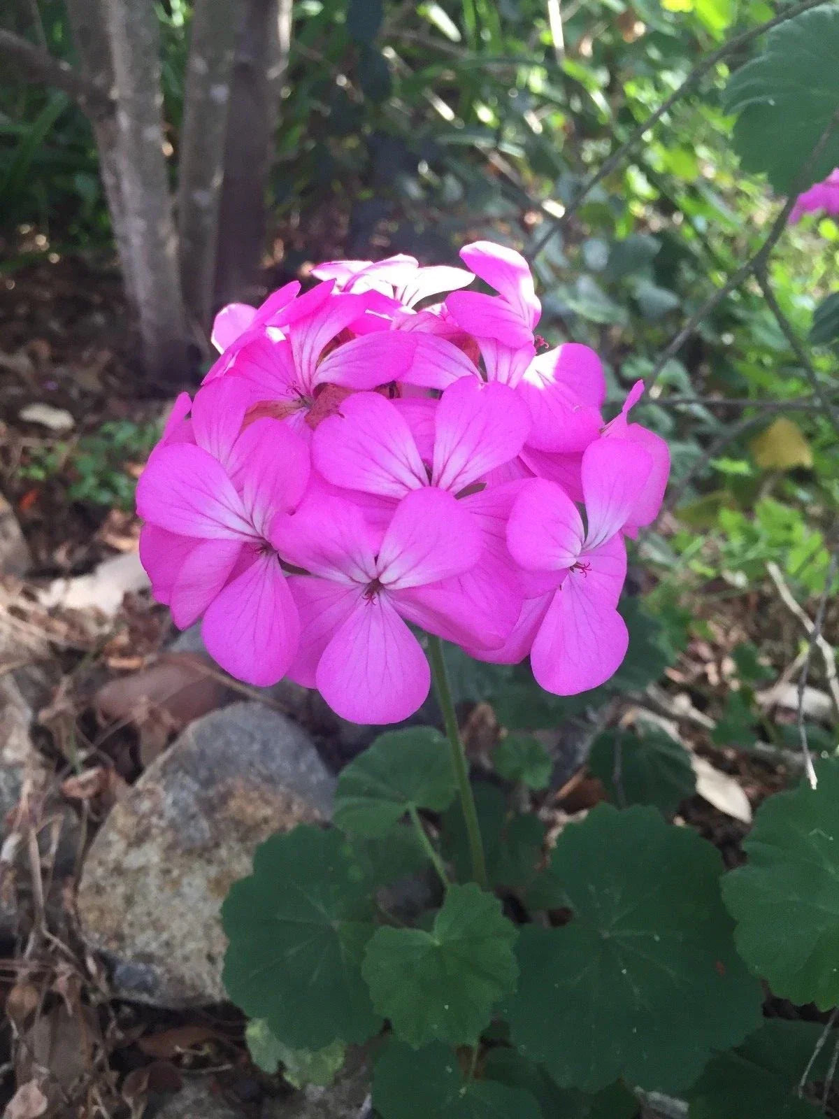 Purple Pink Pelargonium Zonal Geranium Starter Cuttings - Live Plant, Indoor & Outdoor Gardening, Pelargonium × hortorum