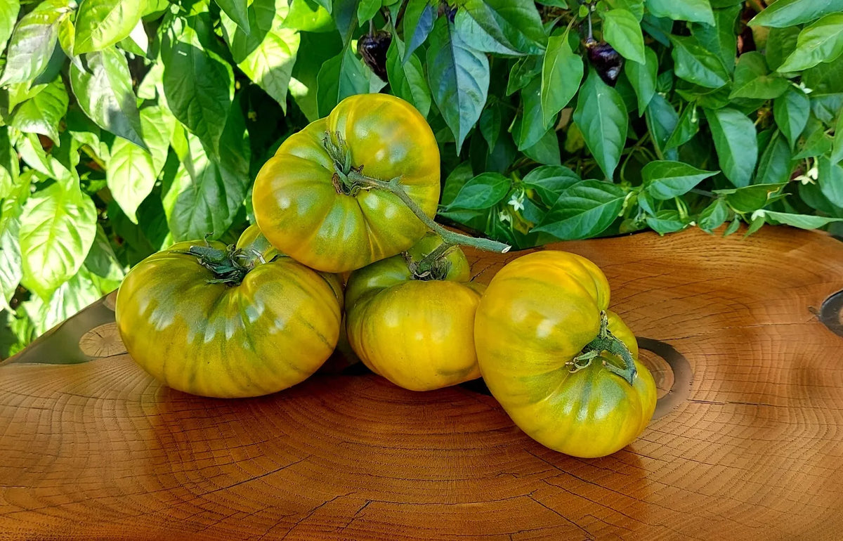 Cherokee Green Tomato Seeds - Organic Heirloom Non-GMO 10 Pack - Rare Solanum lycopersicum Variety