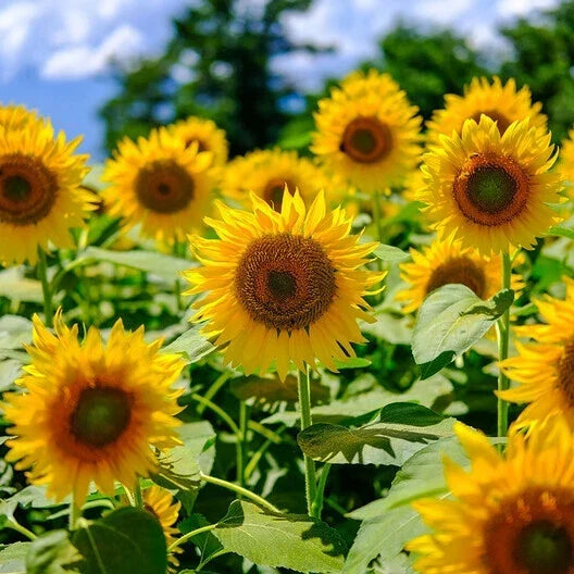 Mammoth Grey Sunflower Seeds - Edible Heirloom, Non-GMO, Pack of 50 - Helianthus annuus