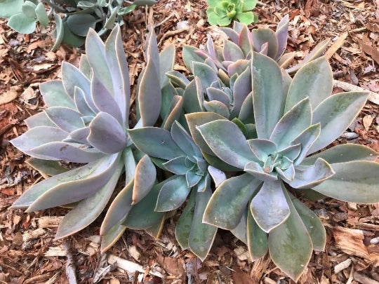 Echeveria Cuttings - Multicolor Graptoveria 'Fred Ives' Succulent Rosette Plant for Indoor & Outdoor Gardening