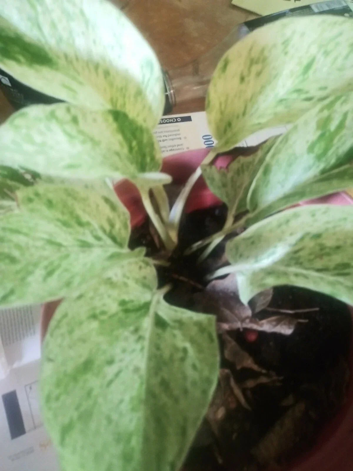 Marble Queen Pothos Plant 4-inch Pot, Variegated Green & White Epipremnum aureum, Indoor Houseplant, Air Purifying, Low Maintenance