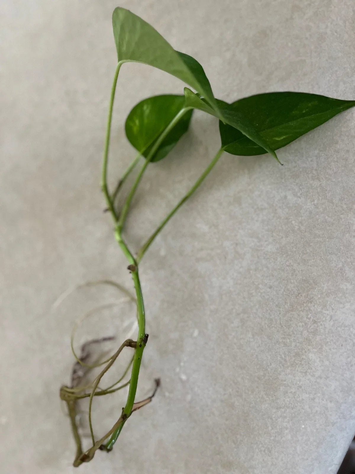Golden Pothos Live Rooted Cutting – Epipremnum aureum Indoor Plant – Easy Care, Air-Purifying, Trailing Vine