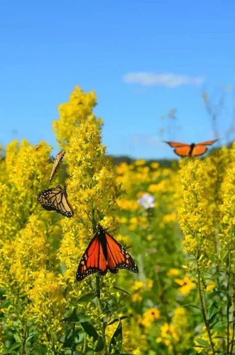 Showy Goldenrod Seeds - 100 Count Solidago speciosa Perennial Wildflower
