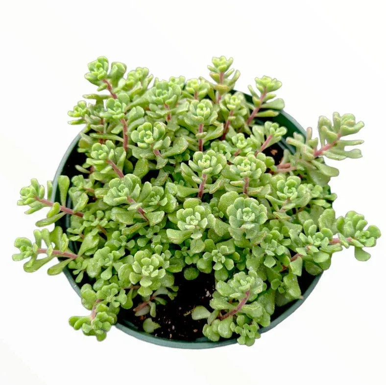 Sedum Versadense Succulent Plant 2-Inch Potted Korean Drought-Resistant Indoor Outdoor Garden Decor