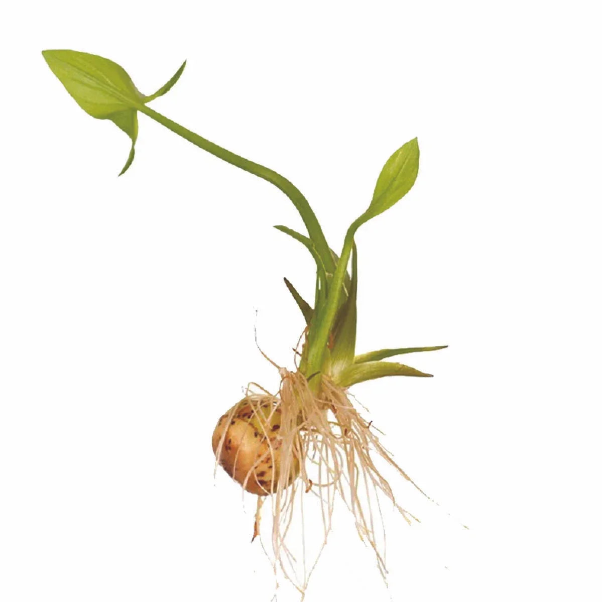 Broadleaf Arrowhead Seeds - Edible Water Tuber - Sagittaria latifolia - Aquatic Perennial Plant - 100 Seeds