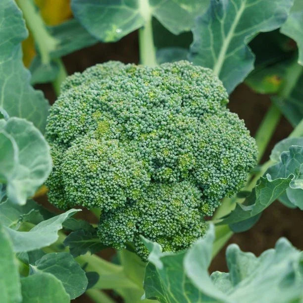Green Sprouting Broccoli Seeds, Brassica oleracea var. italica, Non-GMO, for Home Garden & Small Farms