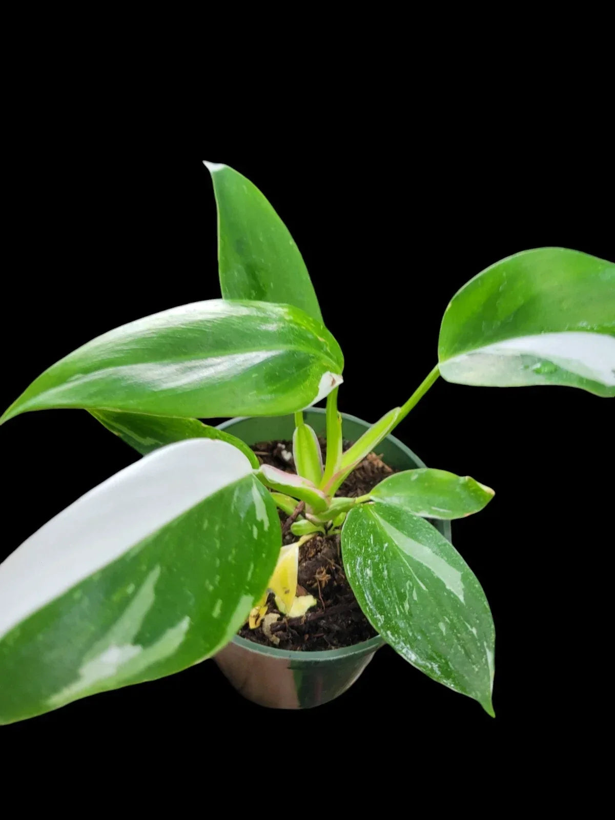 Philodendron White Princess Plant - Variegated Houseplant in 2.5" Pot - Rare Indoor Plant with White and Green Leaves