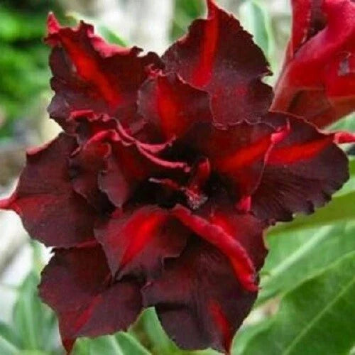 Dark Red Desert Rose Seeds – Adenium obesum – Perennial Flower Seeds – 4 Pack for Indoor & Outdoor Gardening