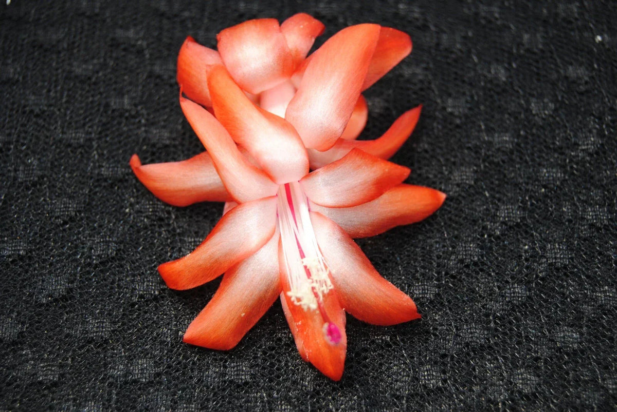 Christmas Cactus Starter Plant - Small Orange Norris - Schlumbergera Truncata