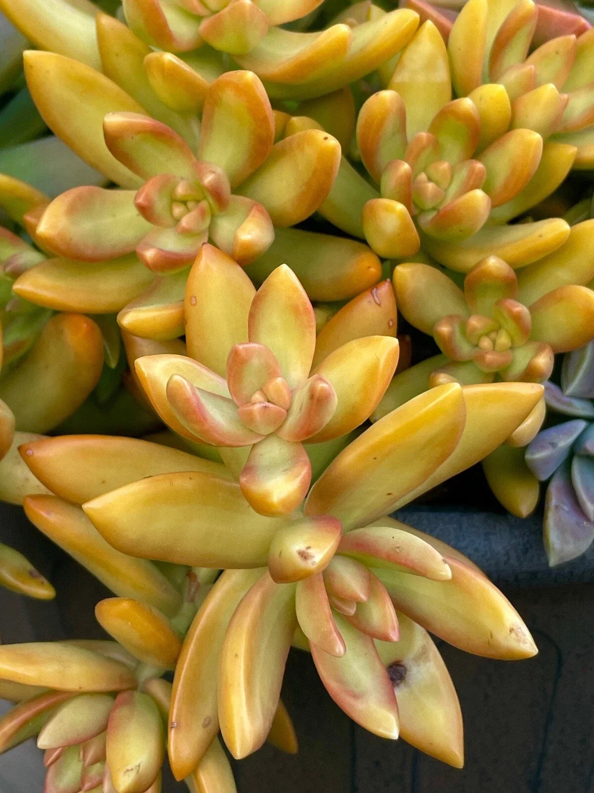 Rare Succulent Cutting - 2-Inch Orange Delight Sedum - Unrooted Live Plant for Indoor & Outdoor Gardening