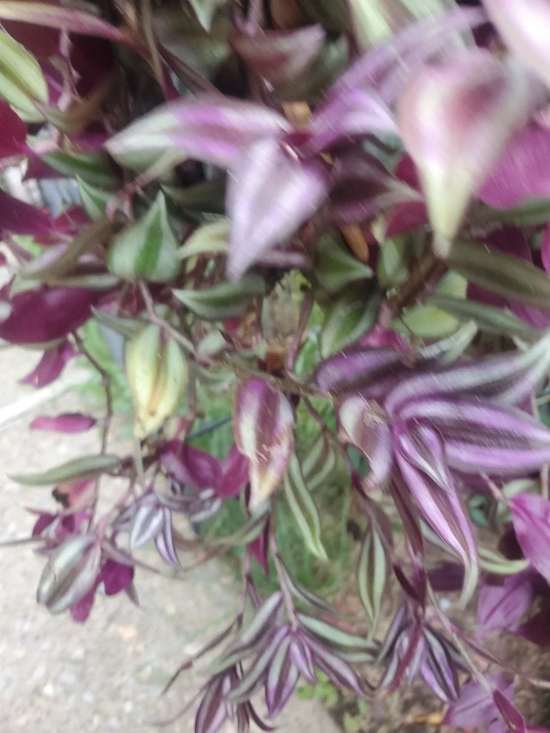 Wandering Jew Live Cuttings 12" Tradescantia Zebrina with Aerial Roots Indoor Plant for Home Decor
