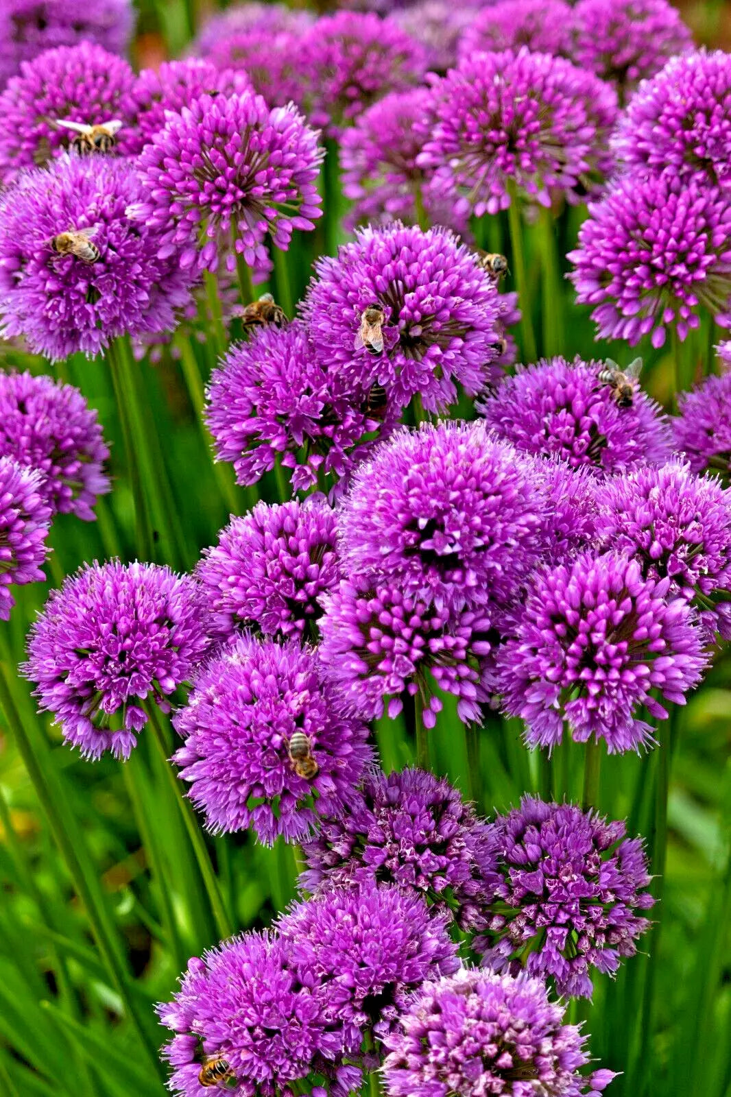Allium Millennium Seeds - 200 Count Lavender Flowers, Hardy Ornamental Onion