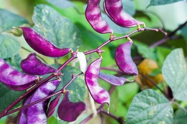 Purple Hyacinth Bean Seeds - 10 Red-Leaved Lablab purpureus Vine Seeds