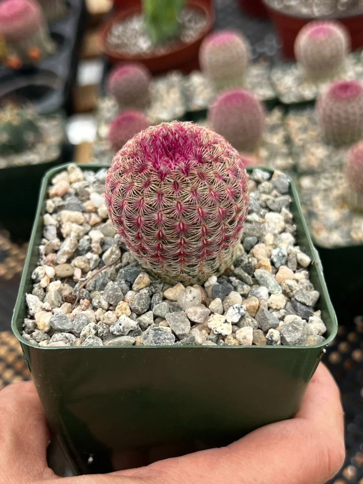 Arizona Rainbow Hedgehog Cactus 3" Pot Live Plant Pink Echinocereus rigidissimus var. rubispinus