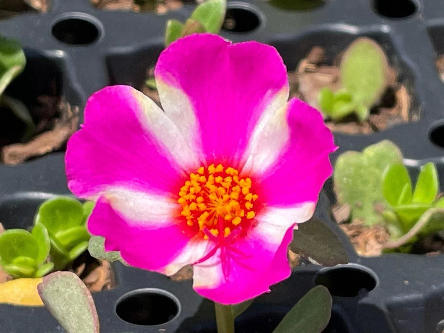 Pink Lady Portulaca Oleracea Seeds - Vibrant Pink Succulent, Drought-Resistant, Edible Leaves, Full Sun, 100 Seeds