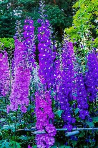 Larkspur Flower Seeds - 100+ Seeds - Blue & Purple Blooms - Delphinium ajacis