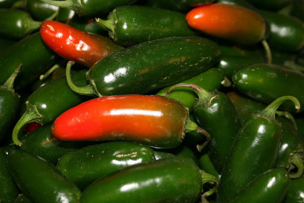 Hot Early Jalapeno Pepper Seeds - 100 Seeds - Capsicum annuum