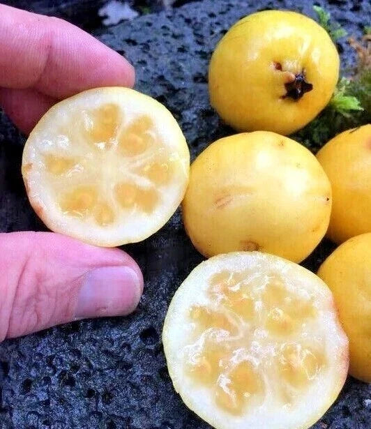 Yellow Lemon Guava Seeds - 100 Count, Tropical Fruit Seeds, Psidium littorale, Compact Bush, Edible Fruit, Full Sun