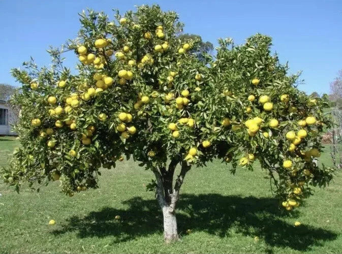 White Grape Fruit Grapefruit Tree Seedlings – Citrus paradisi, Live 7-8 Inch Plants for Garden or Container Growth