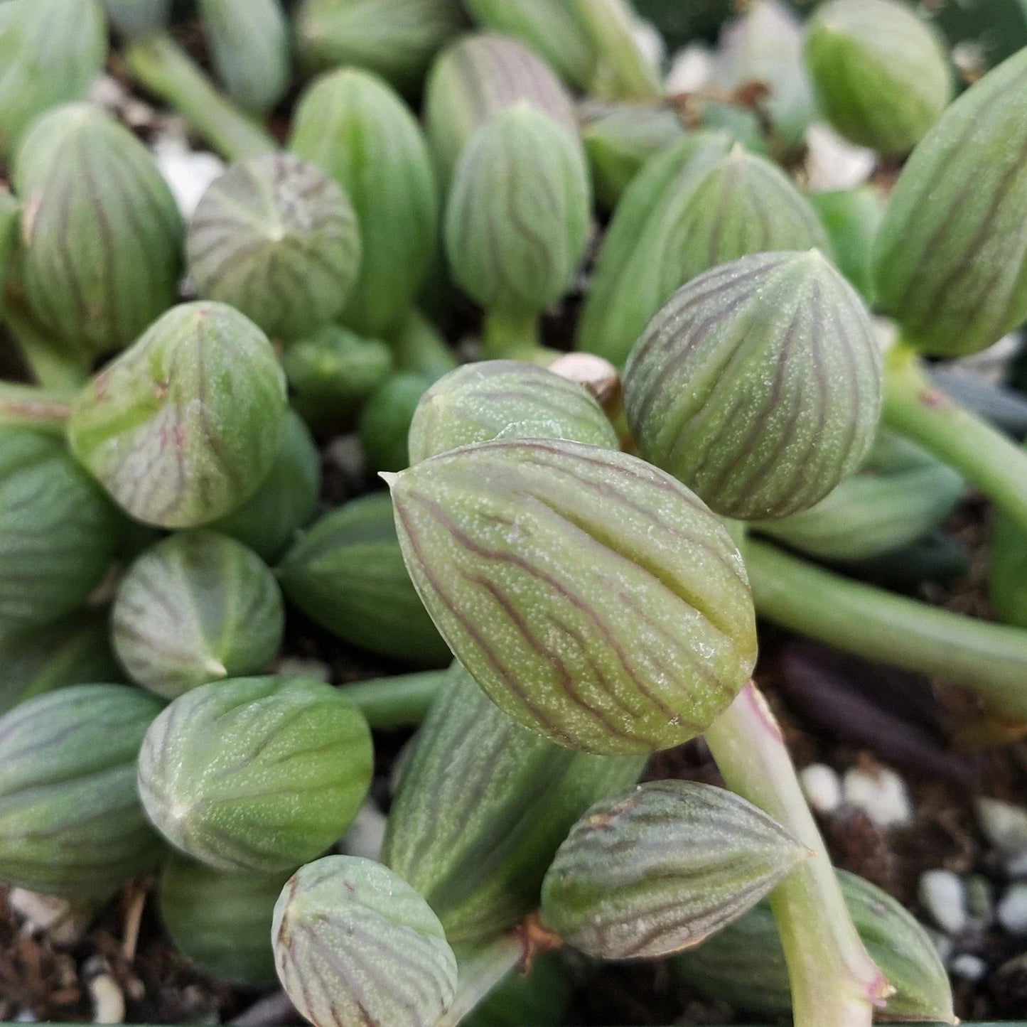 String of Watermelon Succulent Plant - Senecio herreianus Cactus - Live Indoor Houseplant - Easy Care Greenery
