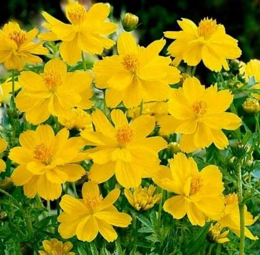 Cosmos Seeds 100 Ct Tall Yellow Sulphur Annual Flower Garden - Cosmos bipinnatus