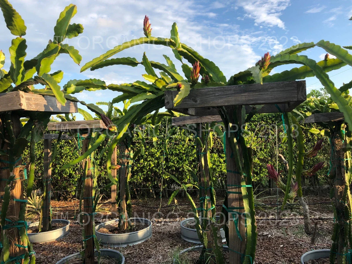 Dragon Fruit Cutting - Multiple Varieties - Hylocereus spp. - Tropical Edible Cactus Plant for Garden or Indoor Growth