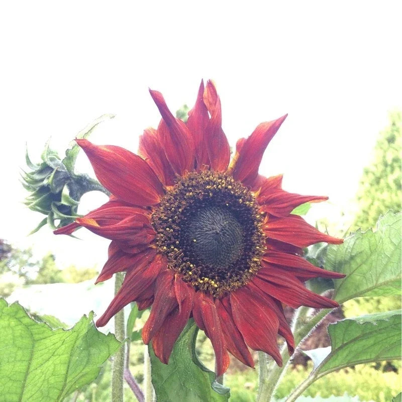 Red Sunflower Seeds – Heirloom Non-GMO, Fresh Helianthus annuus, Vibrant Red Petals, Attracts Pollinators, Packaged for Gardening