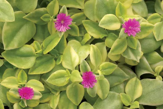 Rare Magenta Baby Sun Rose Hybrid Plant - Aptenia Cordifolia Succulent Ground Cover, Purple Flowers, Low Maintenance