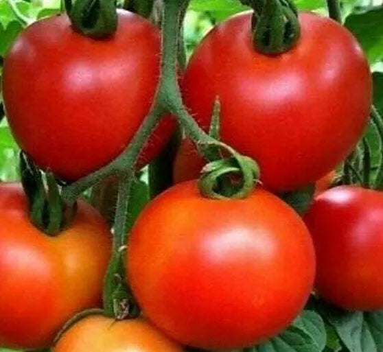 Moneymaker Tomato Seeds – Indeterminate, Solanum lycopersicum, 100+ Seeds for Vegetable Garden, Full Sun, High Yield