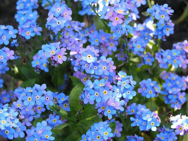 Forget-Me-Not Seeds - 305 Count - Chinese Blue Flowers - Myosotis sylvatica - Easy to Grow, Vibrant Blue Blooms