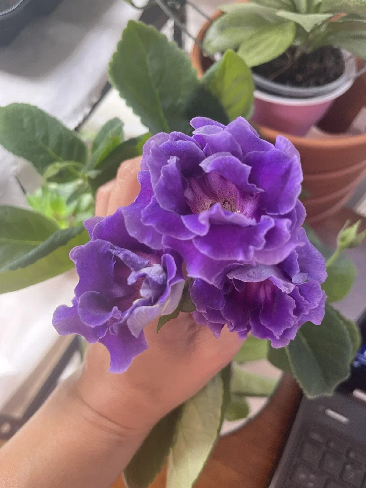 Gloxinia Freshly Cut Leaf Plant, Azure Variety, Indoor Flowering Plant, Sinningia speciosa
