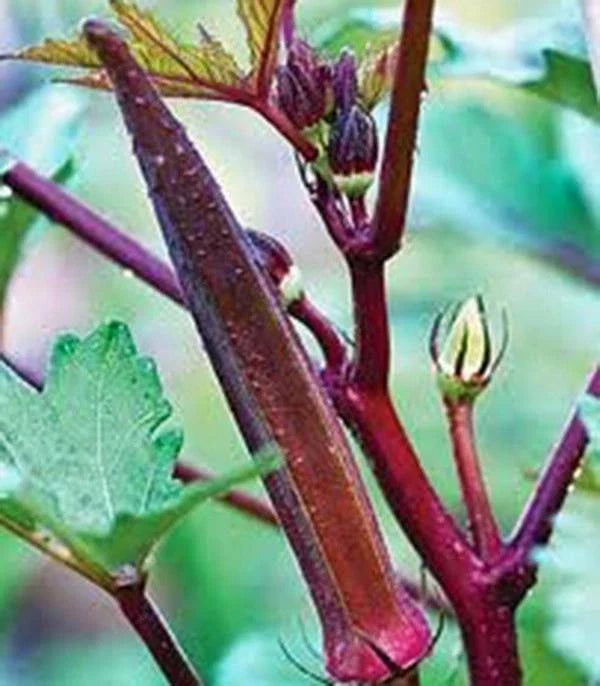 Okra Seeds 25+ Non-GMO Heirloom Red Burgundy Abelmoschus esculentus Vegetable Garden Planting Seeds