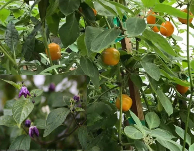 Manzano Chile Seeds - Capsicum pubescens Rocoto Apple Chili Pepper Seeds - 25+ Organic, Fruity Flavor, Ornamental Garden Plant