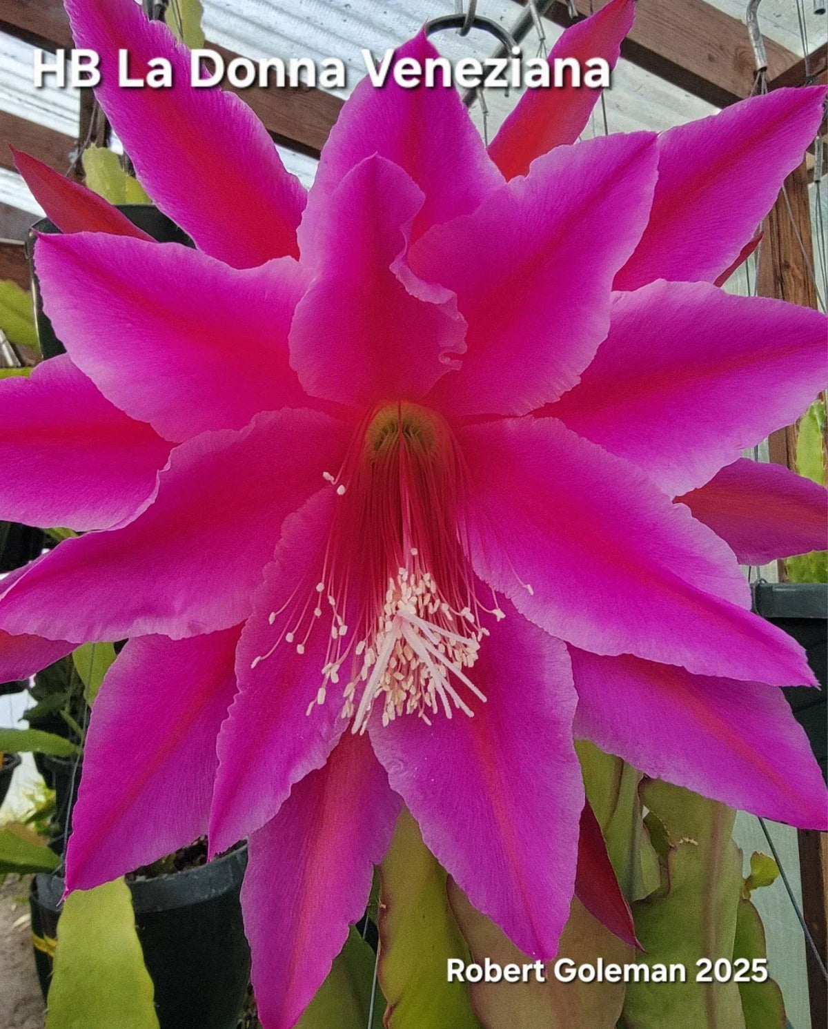 Epiphyllum Cutting - Unrooted - 'HB La Donna Veneziana' Exotic Cactus Plant for Indoor & Outdoor Gardening