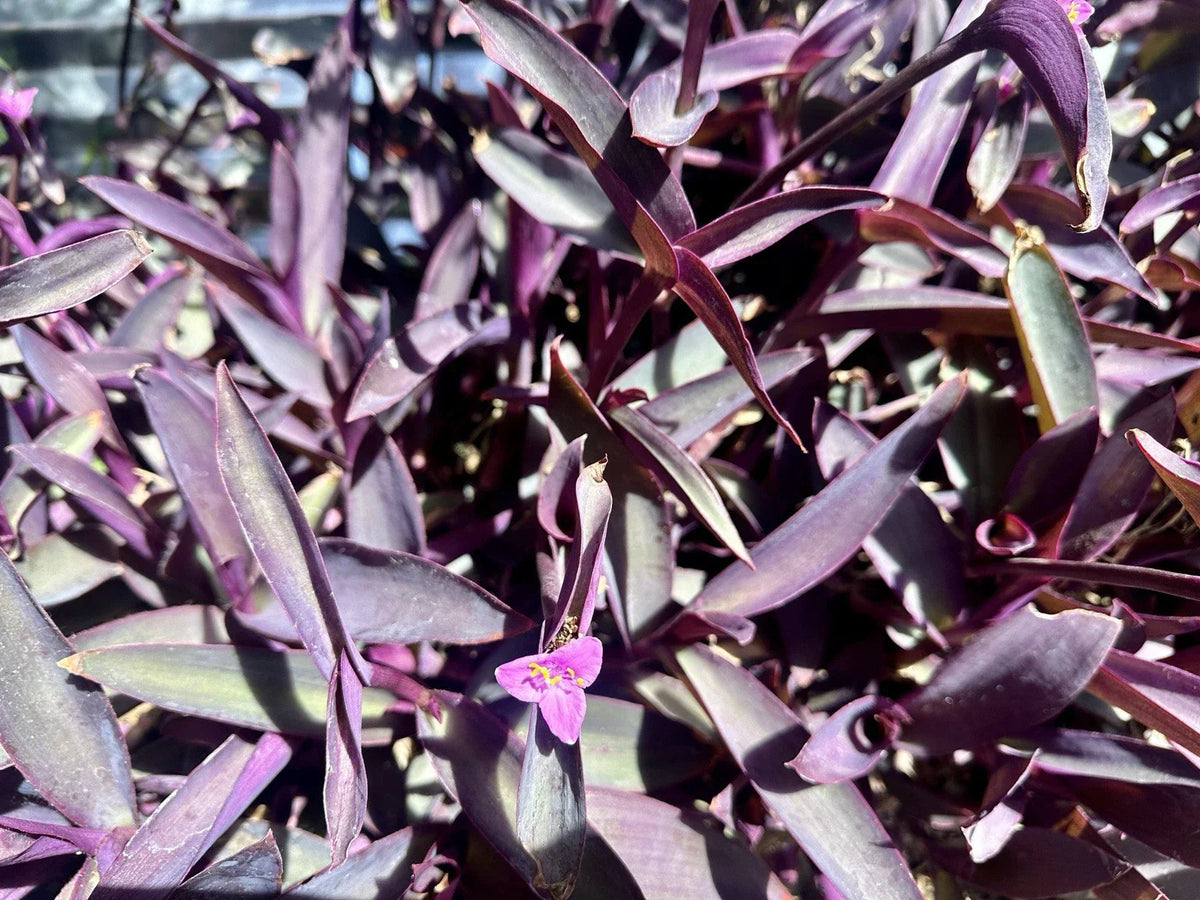 Organic Purple Heart Wandering Jew Cuttings – 8 Tradescantia Pallida Purpurea Indoor Outdoor Plantlets