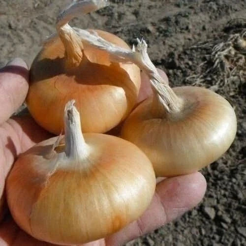 Cipollini Onion Seeds - 400+ Organic Heirloom Yellow Sweet Allium cepa Vegetable Seeds