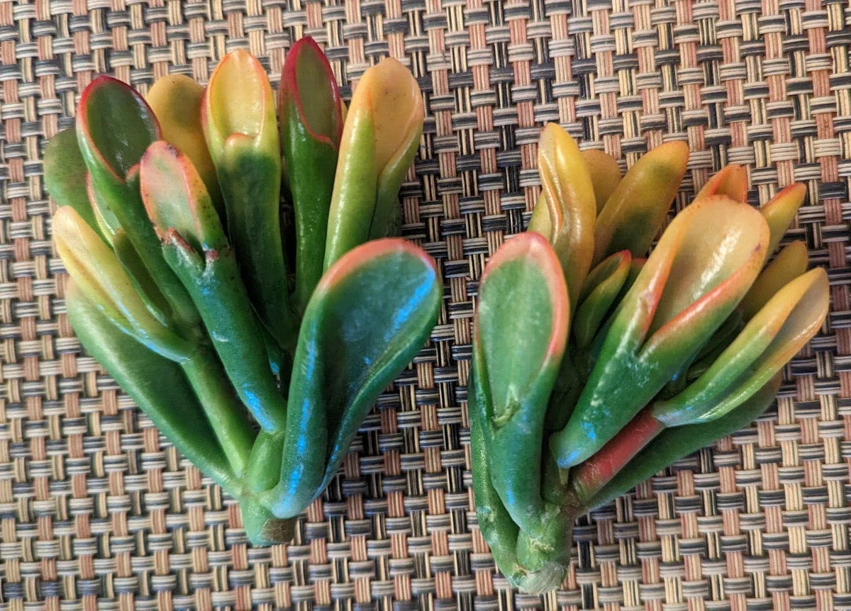 Variegated Crassula Ovata 'Gollum' Cutting - 2" Jade Succulent - Unique Foliage, Indoor Plant, Drought Tolerant