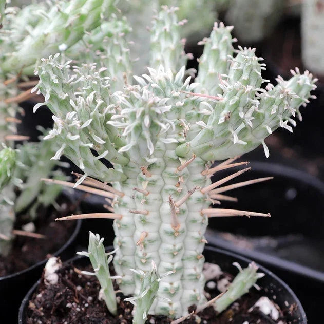Euphorbia Mammillaris Variegata - Indian Corn Cob Succulent Plant - 4" Rooted Pot - Unique Variegated Green & Cream Yellow