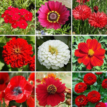 Wildflower Mix 1000 Seeds BIG RED Heirloom Flowers for Hummingbirds & Bees, Non-GMO, USA Native Blend