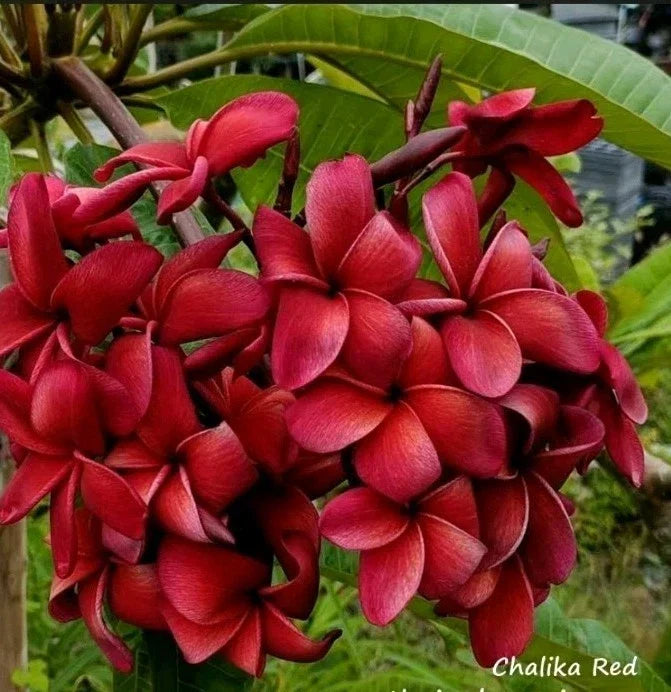 Plumeria Plant in 2.5-Inch Pot | Red Fragrant Blooms | Plumeria rubra Rooted Shrub for Garden or Indoor