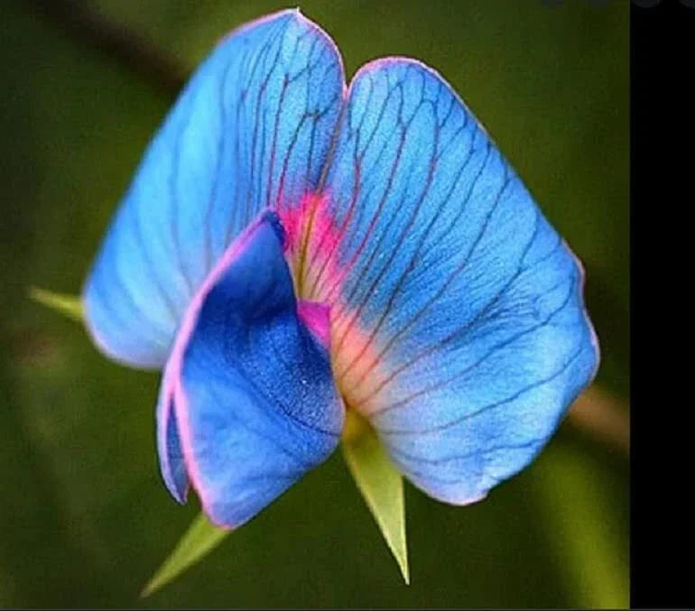 King TUT Blue Sweet Pea Seeds - 5 Rare Lathyrus sativus azureus Heirloom Seeds