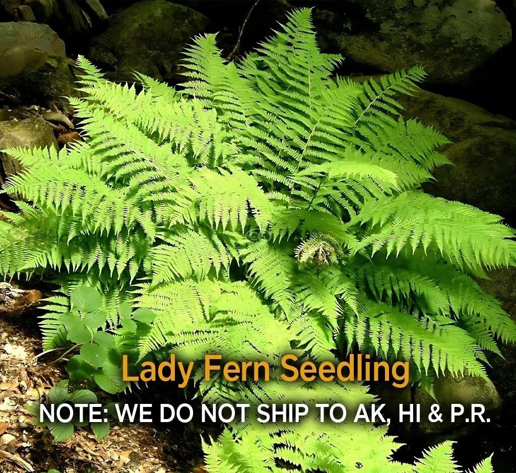 Lady Fern Rhizomes – 5 Live Roots, Easy to Grow, Deer Resistant, Zones 3-8, Athyrium filix-femina