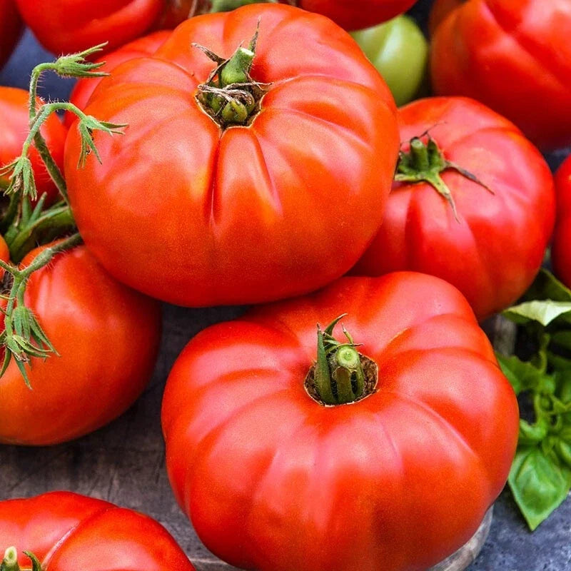 Jersey Tomato Seeds - Organic Non-GMO Heirloom Beefsteak Solanum lycopersicum - Pack of 120+ for Gardening
