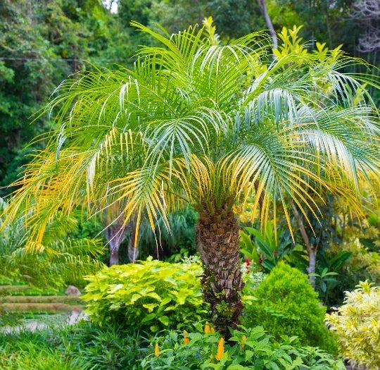 Pygmy Date Palm Seeds, Dwarf Phoenix roebelenii, Indoor Houseplant, Easy Care, 15 Seeds