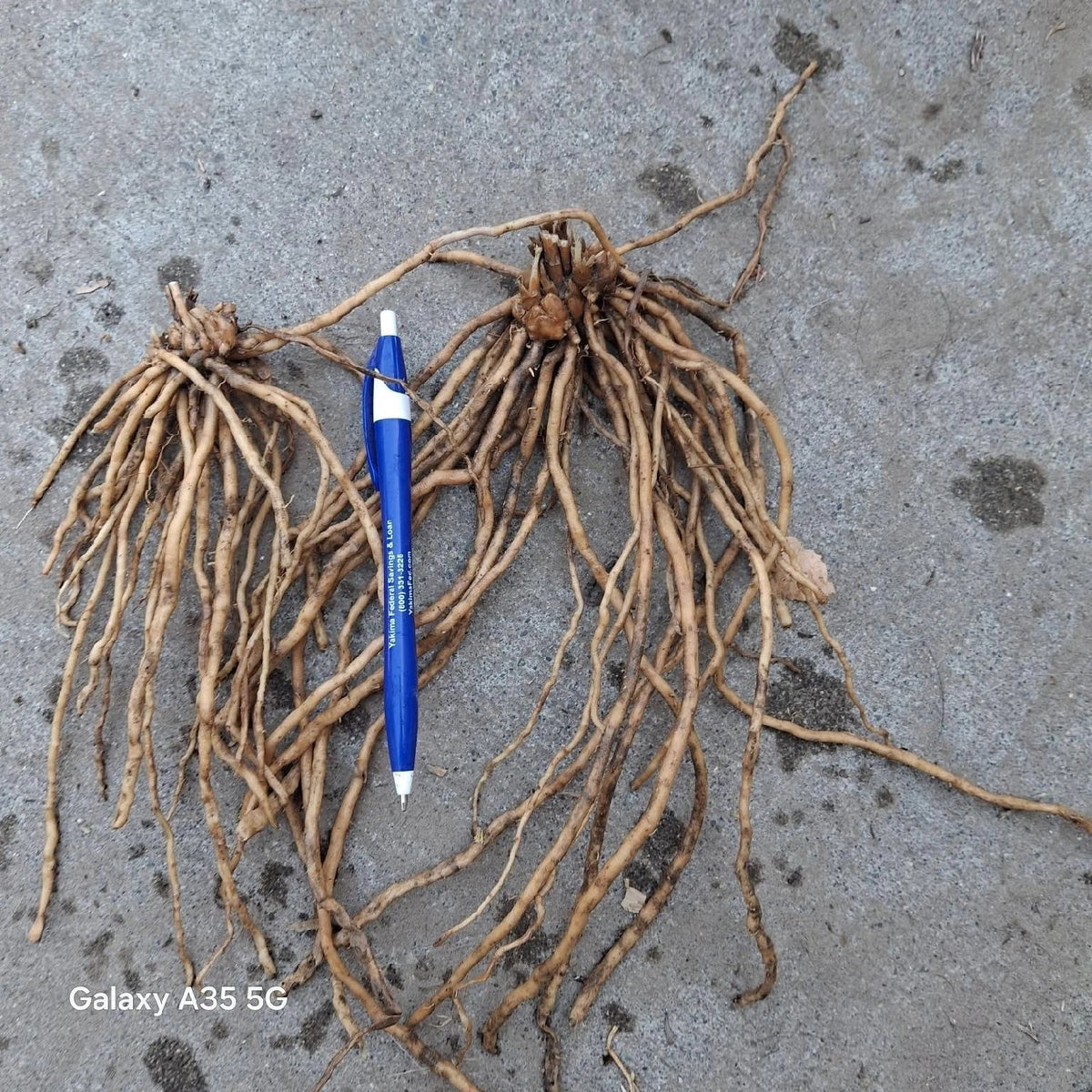 25 Asparagus Roots - Mary Washington Variety - Asparagus Crowns for Home Gardening - Asparagus officinalis