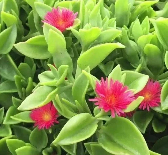 Aptenia Cordifolia Red Apple Sun Rose Cuttings - 48 Pcs for Rooting, Succulent Ground Cover, Bright Red Blooms, Drought Tolerant